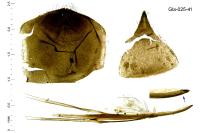 Adela reaumurella