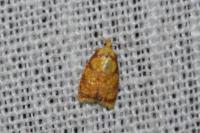 Acleris bergmanniana