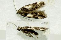 Teleiodes luculella