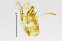 Teleiodes luculella
