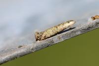 Taleporia tubulosa