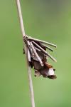 Canephora hirsuta