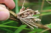 Canephora hirsuta
