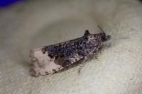Hedya ochroleucana