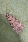 Pseudotelphusa paripunctella