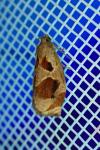 Archips crataegana