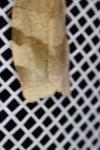 Choristoneura hebenstreitella