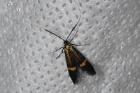 Nemophora degeerella