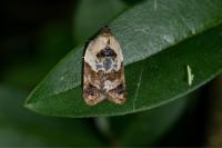 Acleris variegana