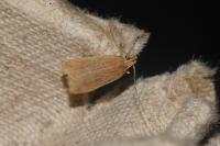 Helcystogramma rufescens