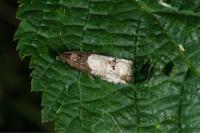 Notocelia roborana