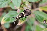 Dasycera oliviella