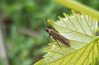 Helcystogramma