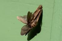 Psyche casta
