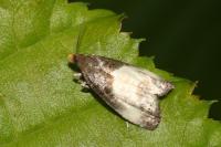 Notocelia cynosbatella