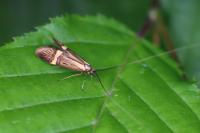 Nemophora degeerella