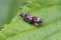 Endothenia ustulana