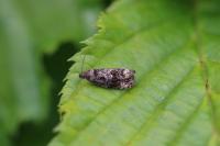 Endothenia ustulana
