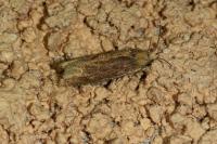 Lathronympha strigana