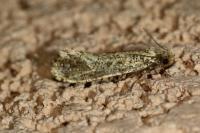 Morophaga choragella