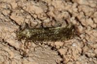 Morophaga choragella
