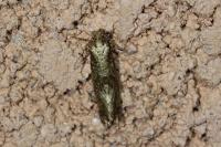 Morophaga choragella