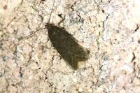 Bryotropha