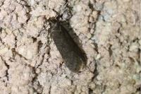 Bryotropha
