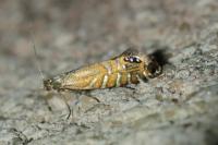 Glyphipterix thrasonella
