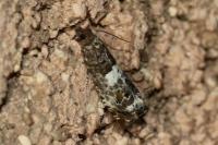 Notocelia trimaculana