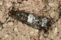 Notocelia trimaculana