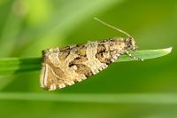 Celypha rivulana