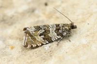 Celypha rivulana