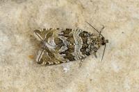 Celypha rivulana