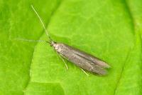Coleophora potentillae