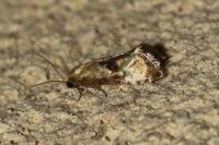 Eupoecilia angustana