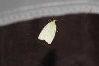 Tortrix viridana