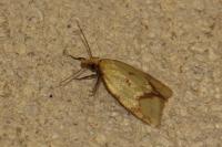 Agapeta hamana