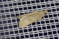 Bactra