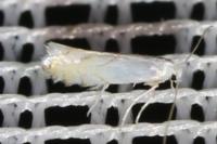 Phyllonorycter harrisella