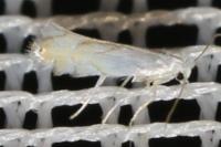 Phyllonorycter harrisella