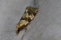 Aethes cnicana/rubigana