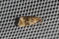 Celypha lacunana