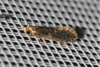 Monopis laevigella