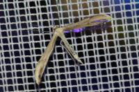 Adaina microdactyla