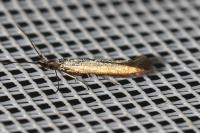 Coleophora