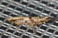 Argyresthia conjugella