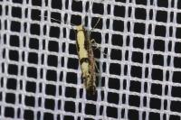 Argyresthia conjugella