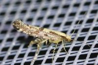 Argyresthia conjugella