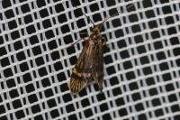 Nemophora degeerella